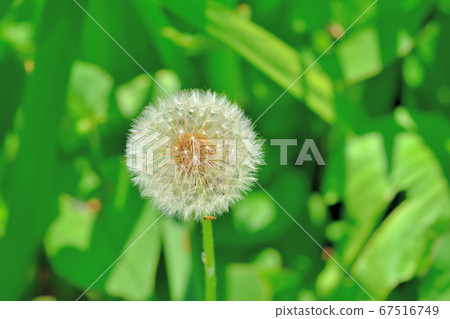 Fluffy white fluffy dandelion has finished blooming 67516749