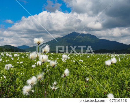 Ozegahara in early summer 67516838