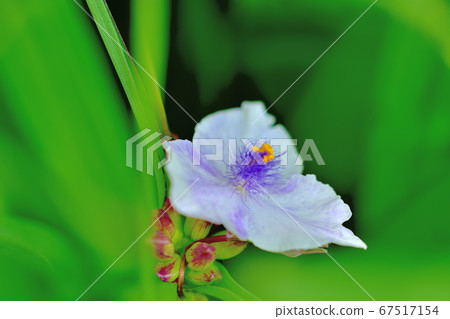 明亮的紫色紫色 67517154