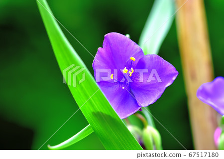Bright purple purple Bright purple purple 67517180