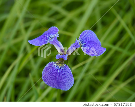 Black-tailed iris Black-tailed iris 67517198
