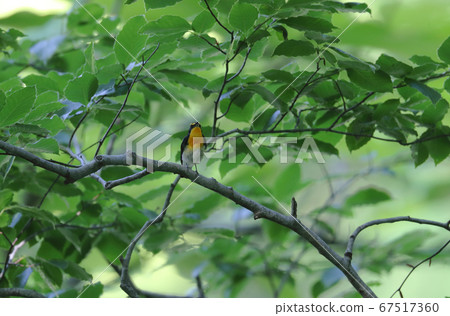 Tweeting male of Kitabiki Tweeting male of Kitabiki 67517360