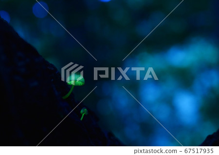 Forest Fairy 980 Forest Fairy 980 67517935