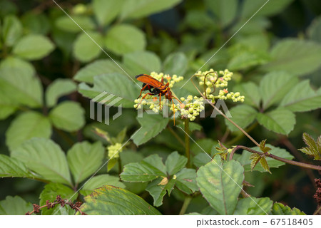 Bekko hornet 67518405