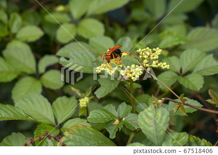 Bekko hornet 67518406