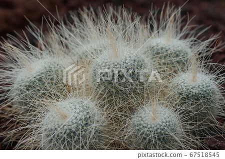 July Chofu 354 Nagataku Marumaru, Cactaceae, Greenhouse, Jindai Botanical Park 67518545