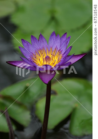 7月調布352熱帶睡蓮，睡蓮科，溫室，金帶植物園 67518548