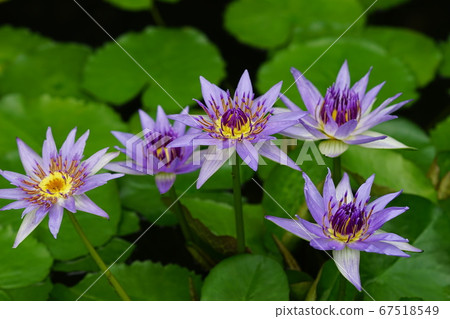 7月調布350熱帶睡蓮，睡蓮家庭，溫室，金帶植物園 67518549