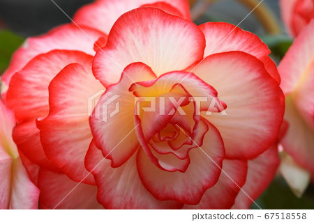 July Chofu 341 Begonia, Shukaido Family, Greenhouse, Jindai Botanical Park 67518558