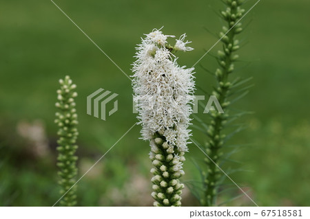 七月調布317 Liatris spicata Asteraceae金岱植物園 67518581