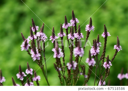 六月調布312 Wellbenna，Hasta，Veronica Hastata，金帶植物園 67518586