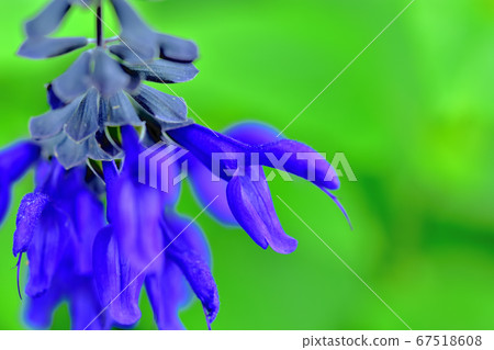 藍色花丹參kalanichka 67518608