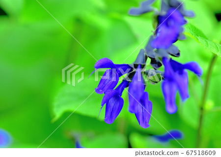 藍色花丹參kalanichka 67518609