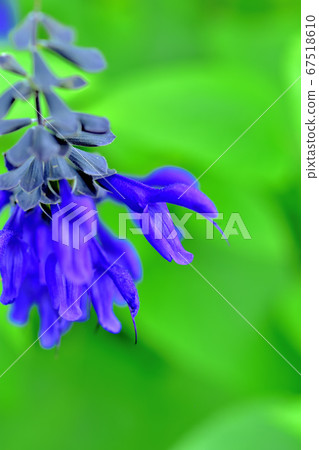 藍色花丹參kalanichka 67518610