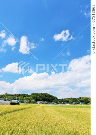 Autumn blue sky and fruitful rural landscape 67518663