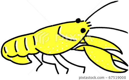American crayfish (yellow) American crayfish (yellow) 67519008