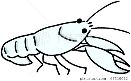 American crayfish (white) 67519012