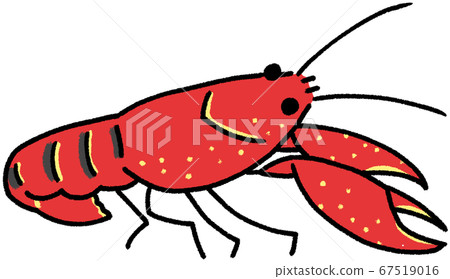 American crayfish American crayfish 67519016