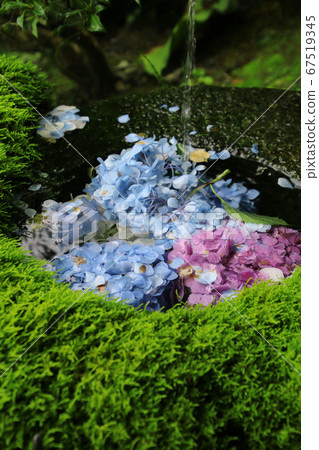 小林寺繡球花（福島縣日本松市） 67519345