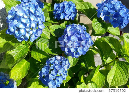 花園裡到處都是繡球花。 花園裡到處都是繡球花。 67519502