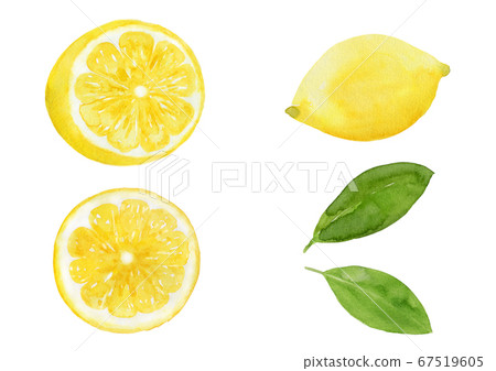 Set of whole lemon and half lemon, cross section, leaf Watercolor illustration Set of whole lemon and half lemon, cross section, leaf Watercolor illustration 67519605