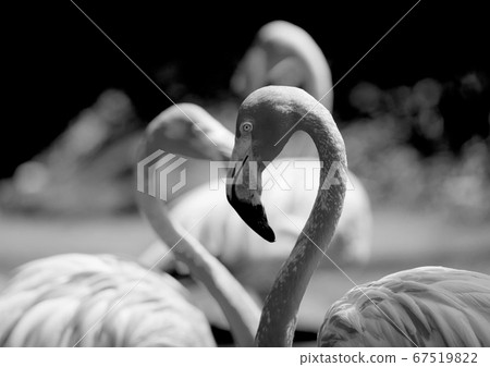 Flamingo  67519822