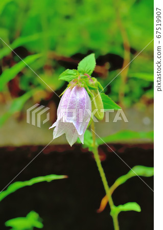 Fireflies blooming on the roadside 67519907