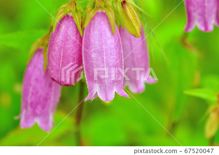 Fireflies blooming on the roadside 67520047