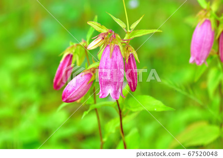 Fireflies blooming on the roadside 67520048