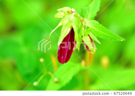 Fireflies blooming on the roadside 67520049