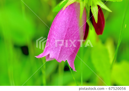 開花在路旁的螢火蟲 開花在路旁的螢火蟲 67520056