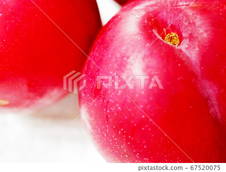 日之丸李 67520075