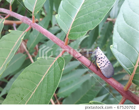 Flower cicada that damages fruit trees. 67520702