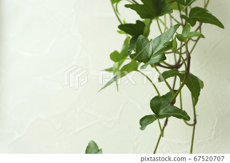 Star-shaped vine houseplant and white wall background material ivy 67520707