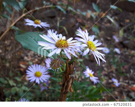 A blooming wormwood bloom. A blooming wormwood bloom. 67520831