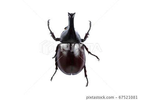 Beetle on white background with clipping path. Beetle on white background with clipping path. 67521081
