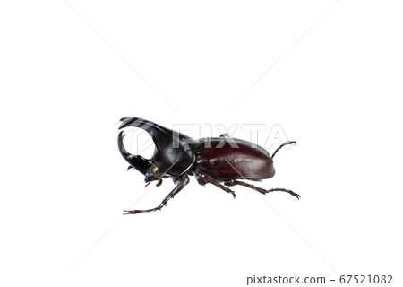 Beetle on white background with clipping path. Beetle on white background with clipping path. 67521082