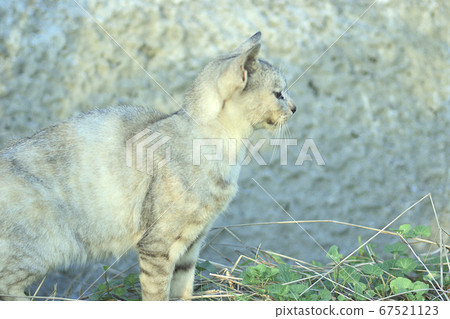 流浪貓的配置文件的特寫鏡頭 67521123