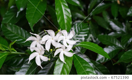 White Tabernaemontana divaricata flower 67521390