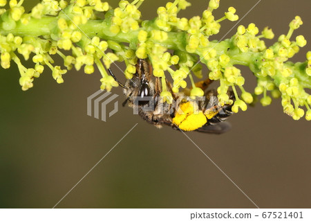 Creature Insect Mitsukuri Fushidaka bee, appearing from spring to early summer. Do you like yellow flowers? 67521401
