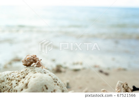 Small and cute on a coral found in the sea of Okinawa 67521566