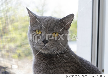 portrait of british cat in the window 67521897
