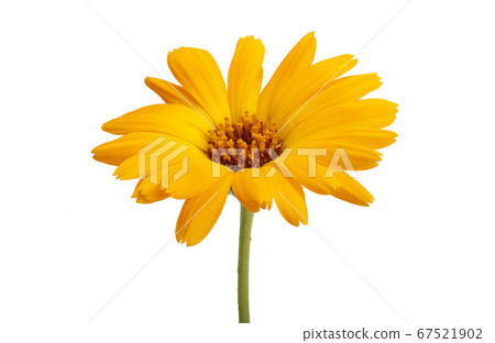 calendula flower isolated calendula flower isolated 67521902