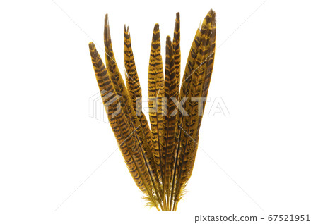 pheasant feather isolated 67521951