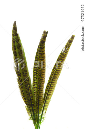 pheasant feather isolated pheasant feather isolated 67521952