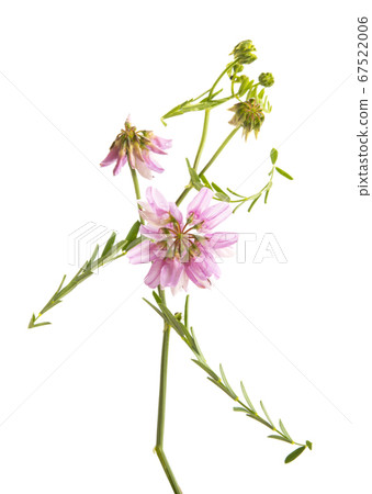summer meadow flowers isolated summer meadow flowers isolated 67522006