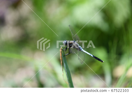 Mature dragonfly male 67522103