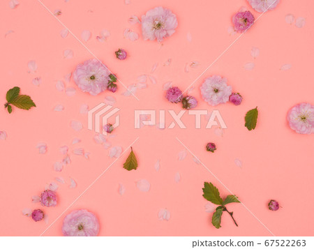 Buds, flowers, petals and leaves on a pink 67522263