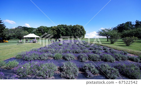 人吉高岡天文台的薰衣草花園 人吉高岡天文台的薰衣草花園 67522542