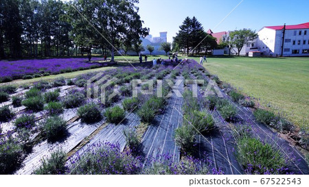 人吉高岡天文台的薰衣草花園 人吉高岡天文台的薰衣草花園 67522543
